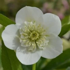 Lumeroos ANEMONE WHITE